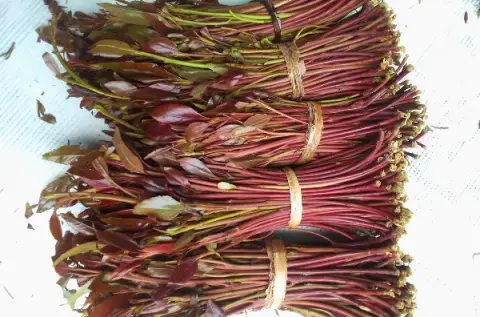 Bundles of freshly cut miraa tied for sale